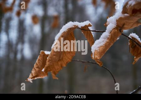 Closeup shot of snow on the dried leaves in the winter Stock Photo