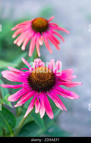 Purple echinacea cone flowers closeup on blurred green background Stock Photo