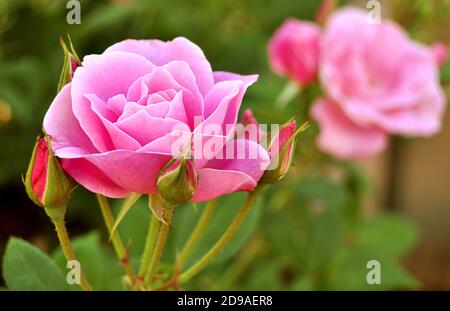 Pink roses in full bloom, summertime Stock Photo