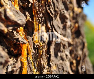 Resin on a pine tree, natural resin Stock Photo