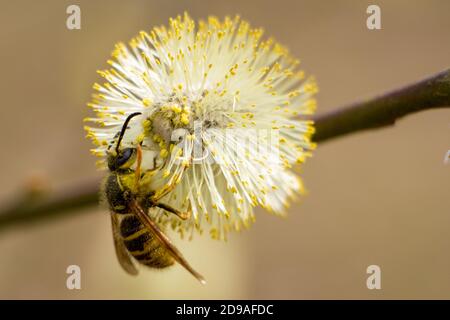 Wasp covered with pollen sitting on yellow flowers of willow in spring Stock Photo