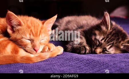 Two very adorable kittens sleeping on the bed by the window Stock Photo