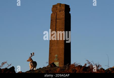 Newtown Linford, Leicestershire, UK. 4th November 2020. UK weather.  A Fallow Deer stag grazes beside the war memorial at sunrise in Bradgate Park. Credit Darren Staples/Alamy Live News. Stock Photo