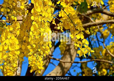 Yellow flower blossom against a blue sky background. Stock Photo