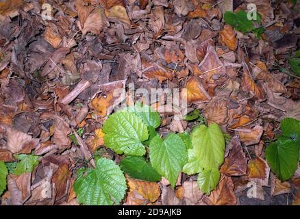 Lime-tree leaves fresh and dry Stock Photo