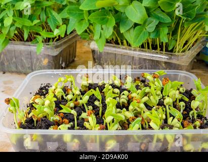 Homegrown Micro Geens from peas in a plastic container Stock Photo