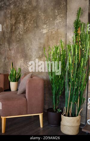 sitting area with brown sofas and pots of juicy greenery Stock Photo