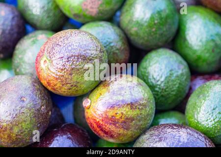A pile of ripe fresh whole organic avocados fruit in bulk ready to sell at the market. Concept of healthy fruits Stock Photo