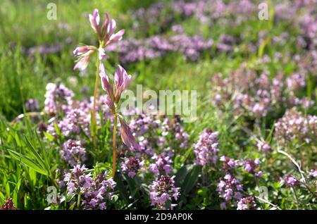 Alpine clover growing in wild thyme Stock Photo