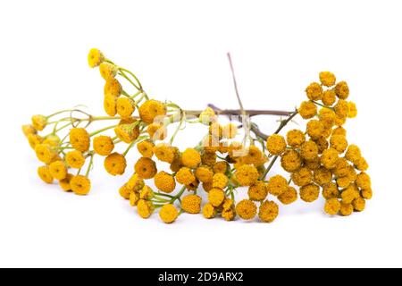 Common tansy isolated on white background Stock Photo