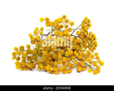 Common tansy isolated on white background Stock Photo