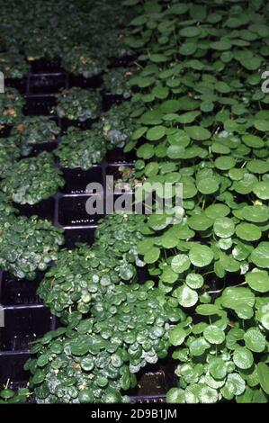 Hydrocotyle leucocephala, also known as Brazilian pennywort, cultivated in a nursery plant Stock Photo