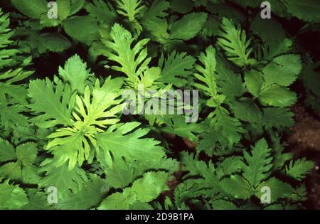 Hygrophila difformis, commonly known as water wisteria or Synnema Stock Photo