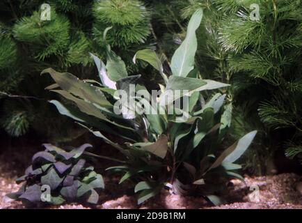 Hygrophila corymbosa, commonly known as temple plant, starhorn or giant hygro Stock Photo