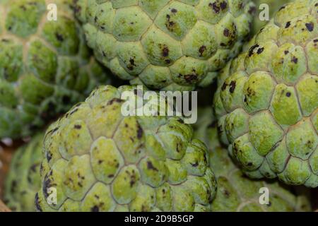 Close up Macro image of fresh Apples, Bananas and custard apples Stock Photo