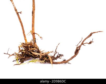 Root isolated on white background Stock Photo