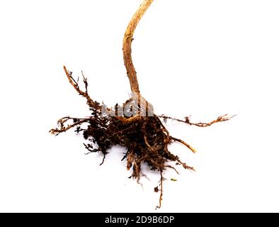 Tree root isolated on white background Stock Photo