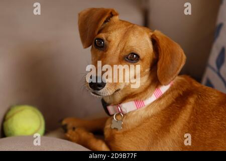 small animal dachshund puppy lying and quiet in yellow color and mixed breed