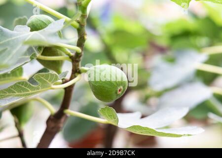 Closeup of figs fruit on branches of tree Stock Photo