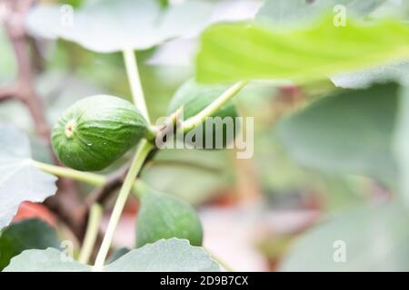 Closeup of figs fruit on branches of tree Stock Photo