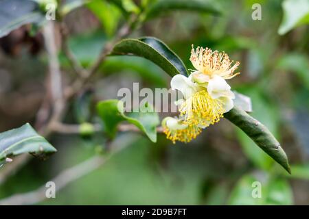 Closeup on flower bloom from tea tree in plantation Stock Photo