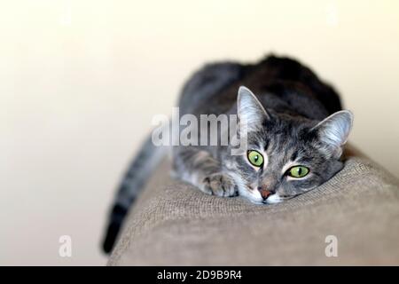 Striped gray cat laying on the sofa. Portrait of a striped, fluffy cat sad, light background. Close up. Soft focus. Copy space. Stock Photo