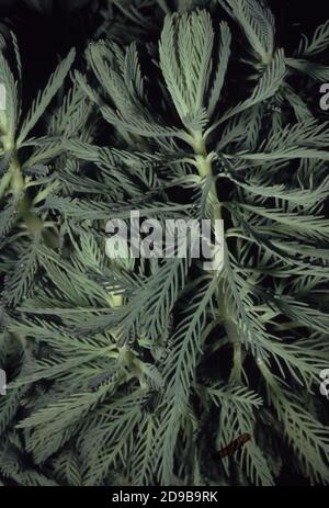 Myriophyllum aquaticum, commonly called parrot's feather or diamond milfoil Stock Photo