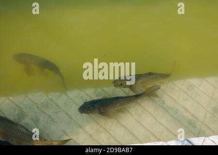 Temple Fish Fishes in gurudwara sarovar, The Harmindar Sahib, also known as Golden ...