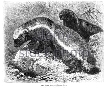 Illustration of a honey badger (Mellivora capensis) mascot also known ...