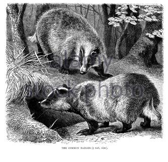 Common Badger, vintage illustration from 1894 Stock Photo