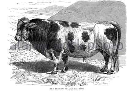 Friburg Bull, vintage illustration from 1894 Stock Photo