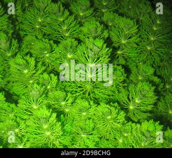 Limnophila sessiliflora, known as dwarf ambulia, ambulis, and Asian marshweed is a flowering plant in the family Plantaginaceae Stock Photo