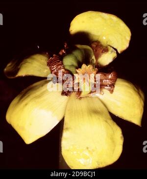 Flower of Nuphar lutea, the yellow water-lily, or brandy-bottle Stock Photo