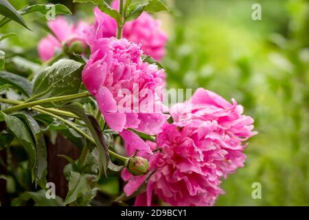 A few pink peonies with water drops on a light green background of grass. Blur effect. Flower background. Stock Photo