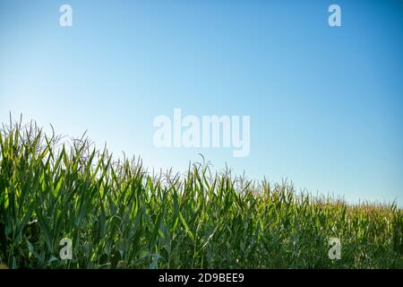 Corn Growing in a Field with a Bright Blue Sky Stock Photo