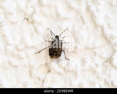 bed bug isolated on white macro Stock Photo