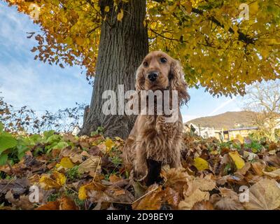 happy puppy dog cocker spaniel jumpin in the autumn leaves Stock Photo