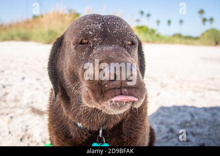 Chocolate labrador retriever covered in sand standing on the beach, Florida, USA Stock Photo