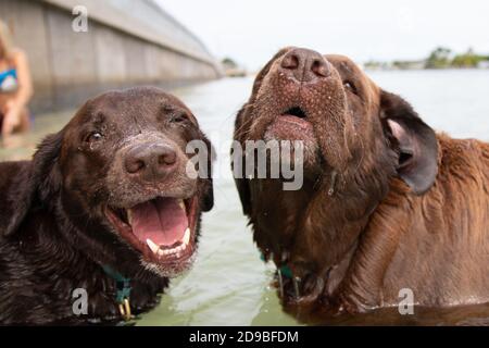 Two chocolate labrador dogs in ocean, Florida, USA Stock Photo