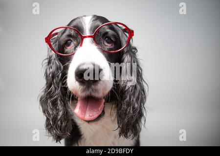 Portrait of an English Springer Spaniel wearing spectacles Stock Photo