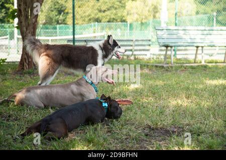 Three dogs in a dog park, Florida, USA Stock Photo