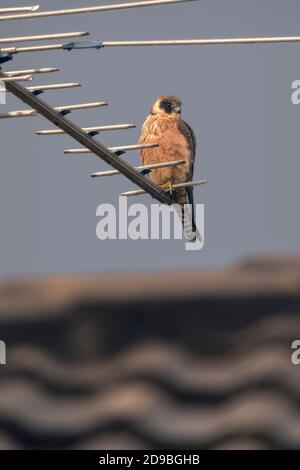 Australian hobby perched on a rooftop aerial, Australia Stock Photo