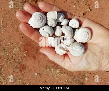 Close-up of a handful of seashells, Greece Stock Photo