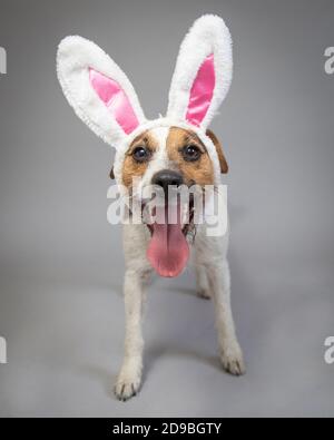 Portrait of a jack russell wearing bunny ears Stock Photo