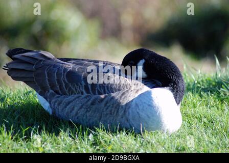 Sleepy Canada Goose (Branta canadensis). Large with a black head & neck & brown body. Native to America, introduced to Britain, New Zealand, Argentina Stock Photo