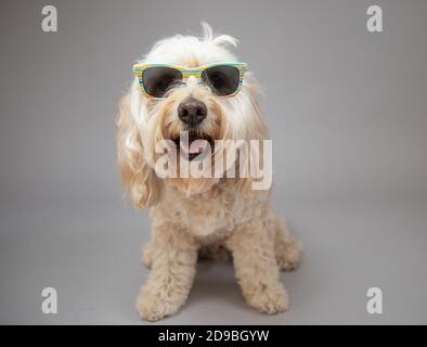Portrait of a cockapoo wearing sunglasses Stock Photo