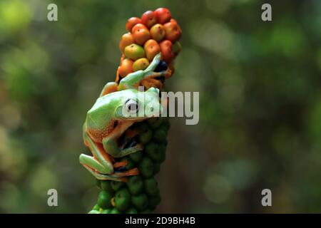 Javan tree frog on a plant, Indonesia Stock Photo