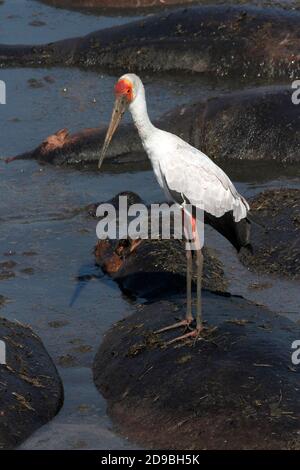 A Yellow-billed Stork perches on the back of a resting hippo. As the Katuma River dries up in winter the fishing improves for birds like stork Stock Photo