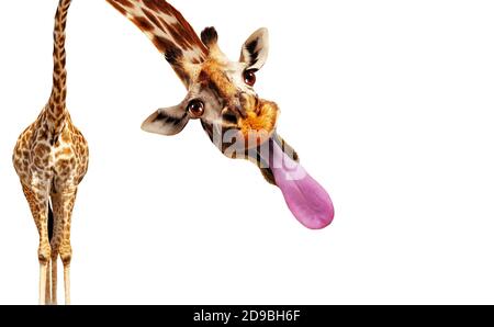 Funny photo of giraffe stick out longue tongue isolated on white Stock Photo