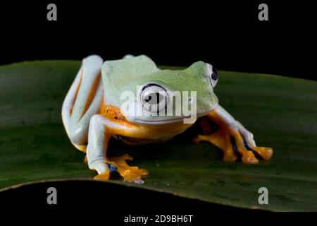 Javan tree frog on a leaf, Indonesia Stock Photo